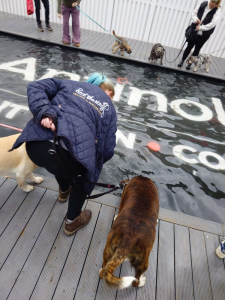Goodwoof paddling pool