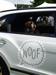 Goodwoof Boxer in a Bentley, Head out the window.