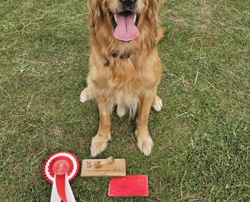 Dog sitting with obedience rosette