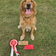 Dog sitting with obedience rosette