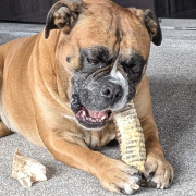 Older dog