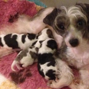 Mum and puppies
