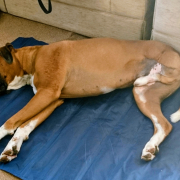 Dog on cool Mat